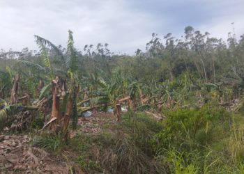 Ciclone causou prejuízo de quase R$ 13 milhões para a agricultura de Jaraguá do Sul
