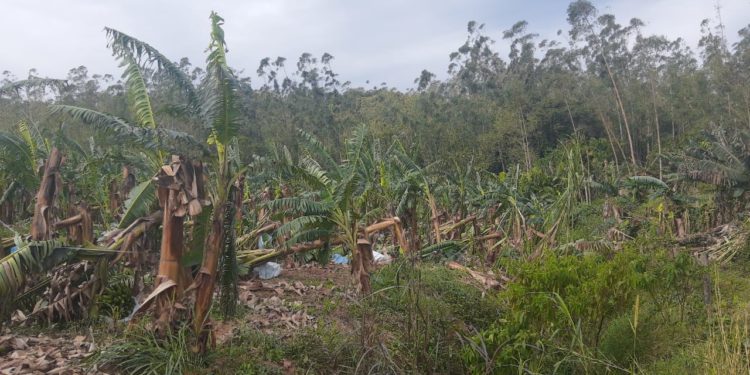 Ciclone causou prejuízo de quase R$ 13 milhões para a agricultura de Jaraguá do Sul