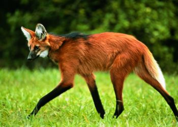 Banco Central anuncia lançamento da nota de R$ 200