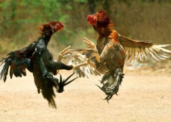 Mais de 100 pessoas são flagradas em rinha de galo em Massaranduba