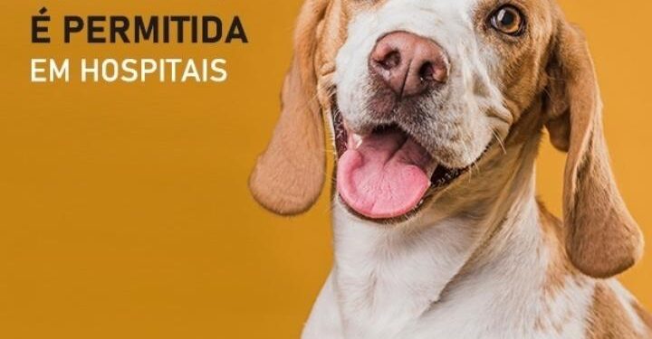 Lei que permite visita de animais domésticos em hospitais é aprovada na Alesc