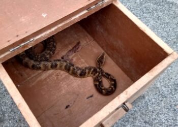 Cobra jararaca é capturada no Centro de Guaramirim