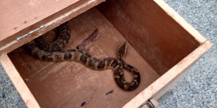 Cobra jararaca é capturada no Centro de Guaramirim