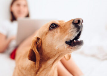 Vereadores aprovam lei que proíbe cachorro de latir em Santa Catarina