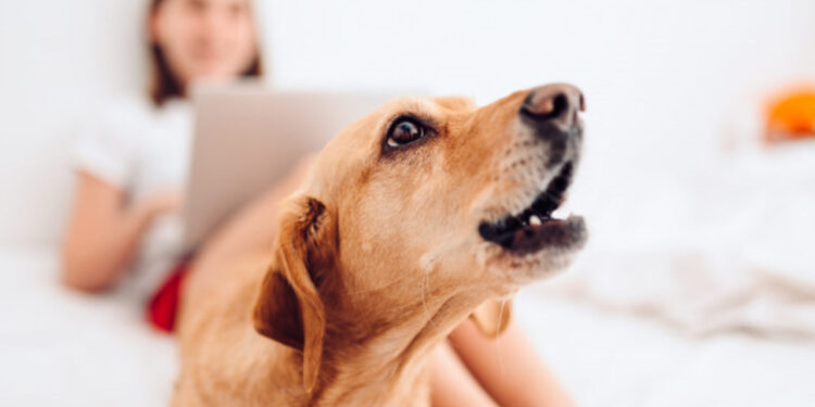 Vereadores aprovam lei que proíbe cachorro de latir em Santa Catarina