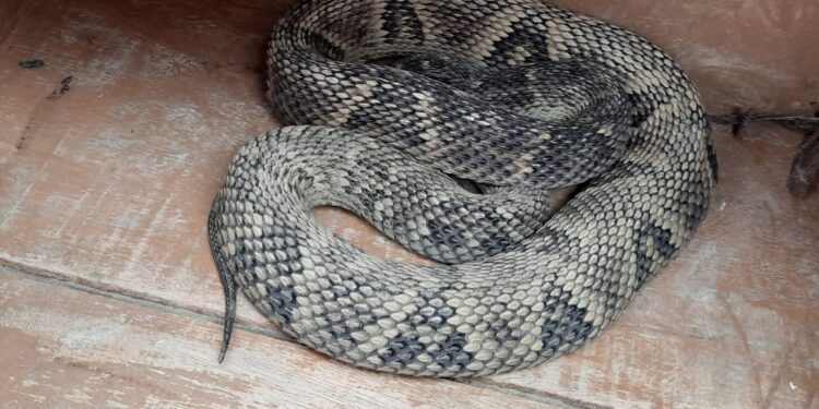 Cobra jararaca é capturada em Guaramirim