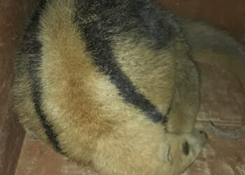 Tamanduá machucado é socorrido pelos bombeiros em Guaramirim