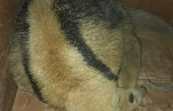 Tamanduá machucado é socorrido pelos bombeiros em Guaramirim