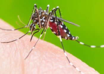 Secretário de Saúde de Corupá pede apoio da comunidade contra o mosquito da dengue