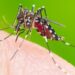 Secretário de Saúde de Corupá pede apoio da comunidade contra o mosquito da dengue