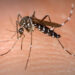 Corupá registra dois novos focos de dengue