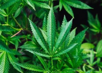 Homem é detido com plantação de maconha em Corupá