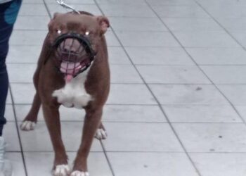 Dona de pitbull é responsabilizada pelo cão estar solto em via pública em Jaraguá do Sul