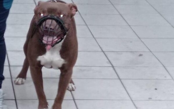 Dona de pitbull é responsabilizada pelo cão estar solto em via pública em Jaraguá do Sul