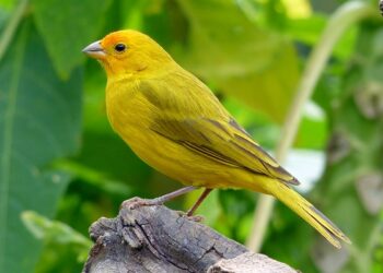 Homem é preso com dois pássaros silvestres em Guaramirim