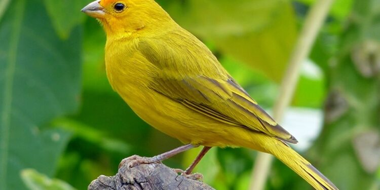 Homem é preso com dois pássaros silvestres em Guaramirim