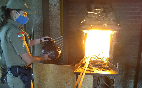 Mais de duas mil embalagens com drogas são incineradas em Jaraguá do Sul