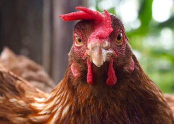 Cachorros escapam, matam galinhas do vizinho e dono dos cães é preso em Jaraguá do Sul