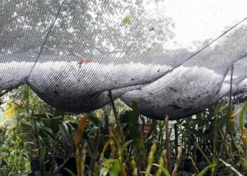 [Vídeo] Temporal com granizo atinge Corupá