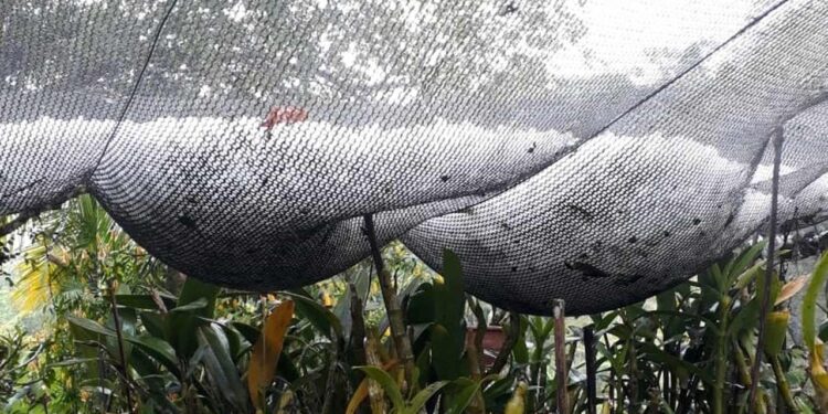 [Vídeo] Temporal com granizo atinge Corupá
