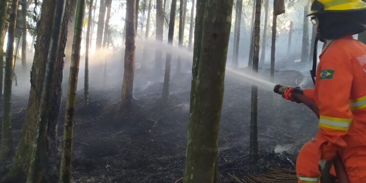 Bombeiros Voluntários de Guaramirim combatem incêndio no bairro Bananal do Sul