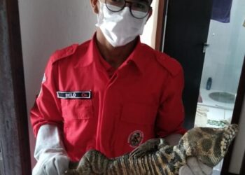 Lagarto invade casa e é capturado dentro de banheiro em Schroeder