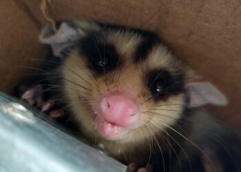 Fujama resgata cerca de mil animais silvestres em quatro anos