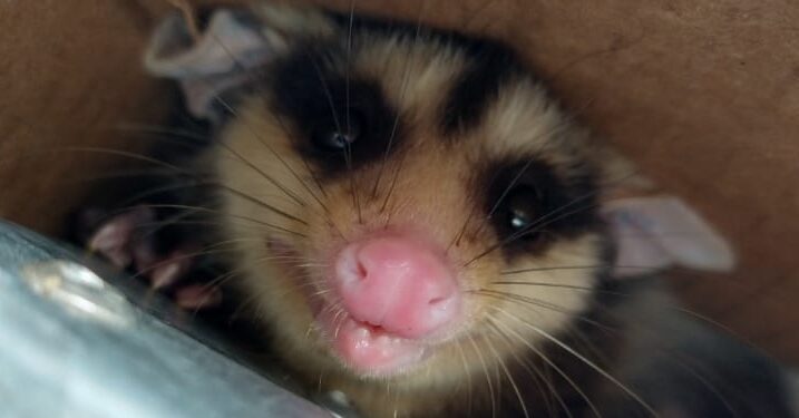 Fujama resgata cerca de mil animais silvestres em quatro anos