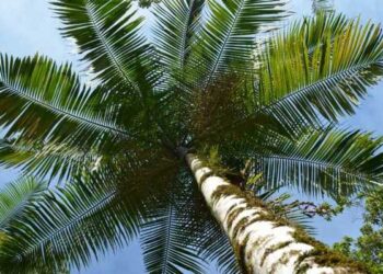 Homem é preso após cortar dois pés de palmito em Jaraguá do Sul