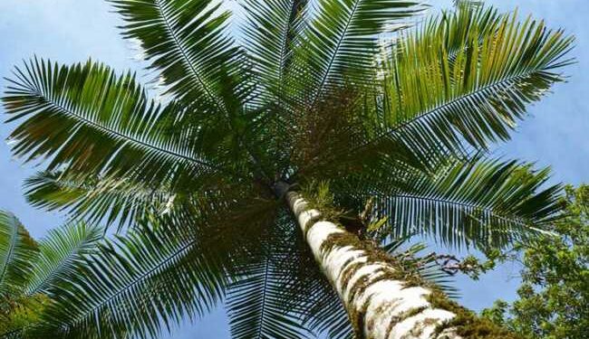 Homem é preso após cortar dois pés de palmito em Jaraguá do Sul