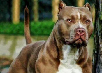 Pitbull solto vira caso de polícia em Massaranduba