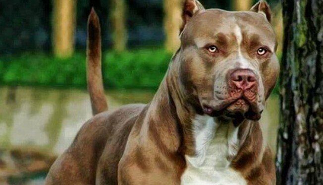 Pitbull solto vira caso de polícia em Massaranduba