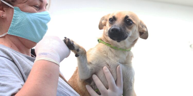 Cuidados com os pets no verão
