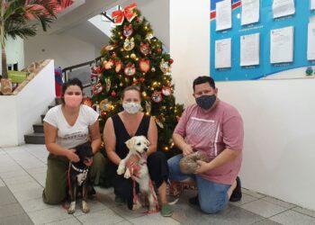 Prefeitura de Guaramirim tem Árvore de Natal em prol de animais que estão à procura de um lar