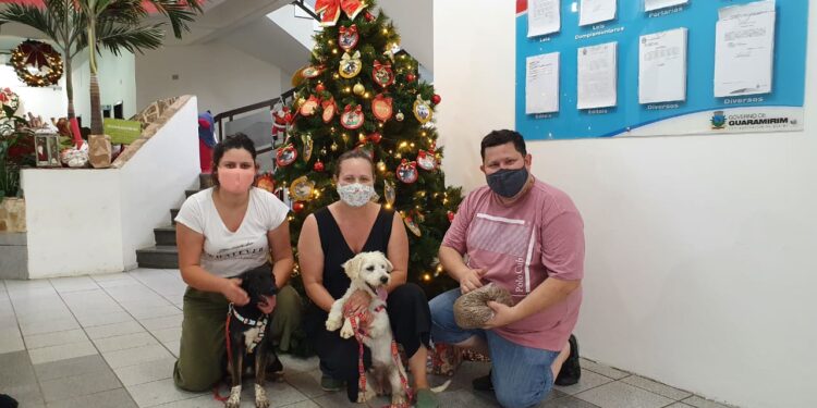 Prefeitura de Guaramirim tem Árvore de Natal em prol de animais que estão à procura de um lar