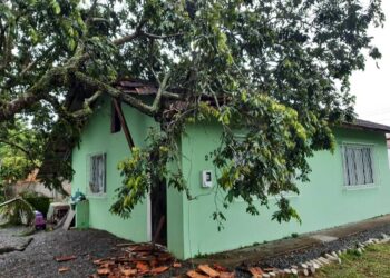 Após vendaval, quedas de árvores são registradas em Jaraguá do Sul e casas são danificadas