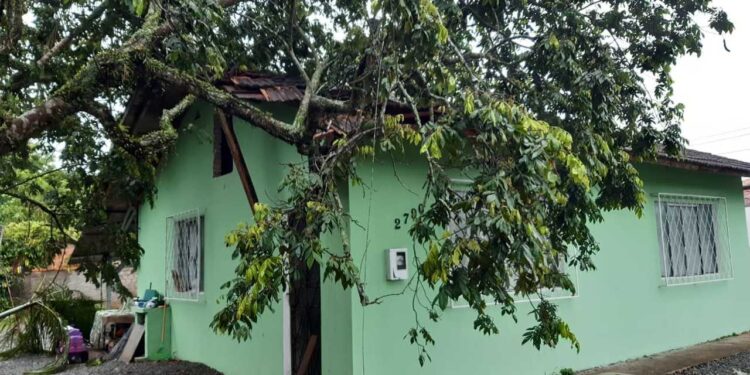 Após vendaval, quedas de árvores são registradas em Jaraguá do Sul e casas são danificadas