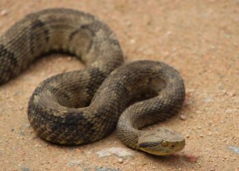 Fujama alerta para aparecimento de serpentes na área urbana de Jaraguá do Sul