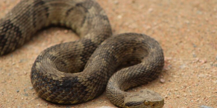 Fujama alerta para aparecimento de serpentes na área urbana de Jaraguá do Sul