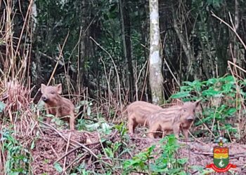 Homem é preso pela Polícia Ambiental por comercialização ilegal de javalis e javaporcos em Guaramirim