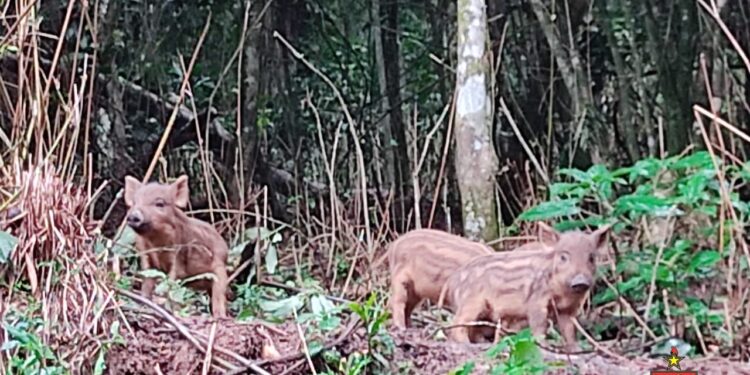 Homem é preso pela Polícia Ambiental por comercialização ilegal de javalis e javaporcos em Guaramirim