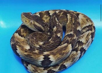 Fujama capturou 8 cobras em residências na última semana