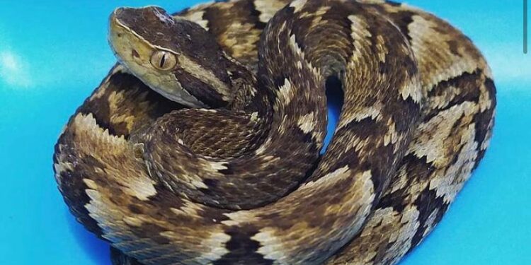 Fujama capturou 8 cobras em residências na última semana