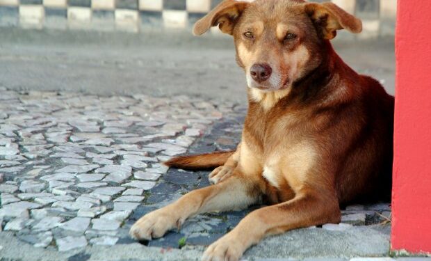 Governador sanciona duas leis que garantem mais direitos aos animais em Santa Catarina