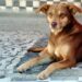 Governador sanciona duas leis que garantem mais direitos aos animais em Santa Catarina