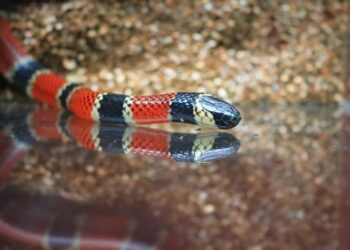 Três corais da região seguem para produção de soro antiofídico no Butantan