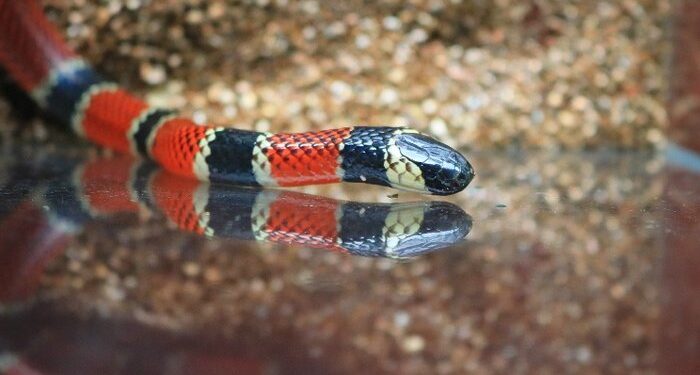 Três corais da região seguem para produção de soro antiofídico no Butantan