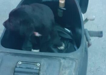 Mulher é presa por trancar filhote de cachorro no compartimento de cargas de uma moto em Guaramirim