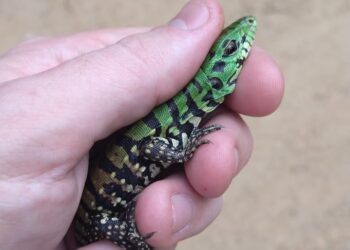 Fujama já resgatou 50 animais silvestres este ano em Jaraguá do Sul