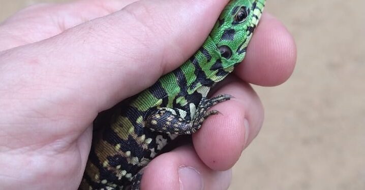 Fujama já resgatou 50 animais silvestres este ano em Jaraguá do Sul